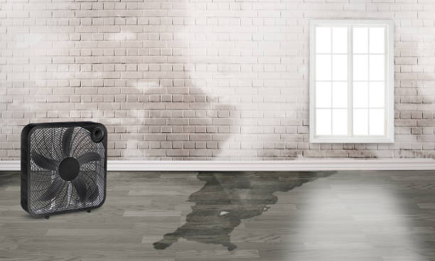 Best Mold removal after water damage  in Maypearl, TX